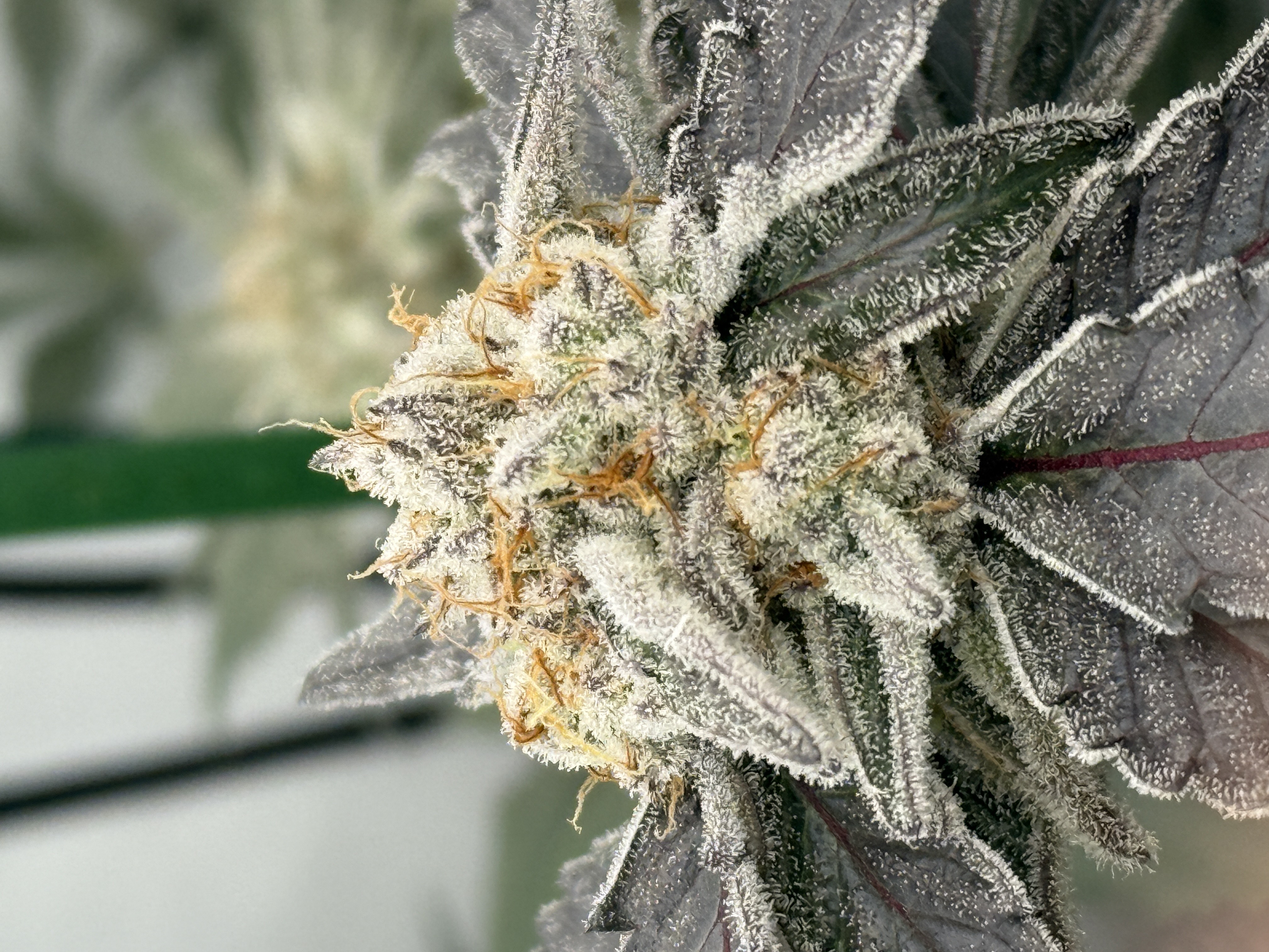 Breeders Select Menu | Haze Valley Nursery